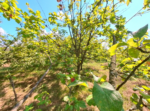 Яблуневий сад